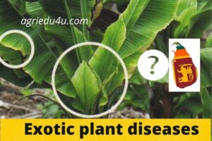 Exotic plant diseases introduced in India