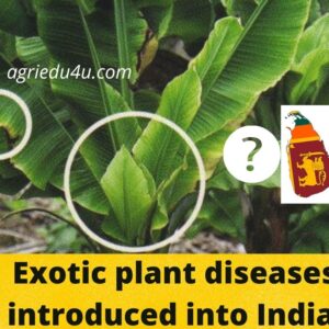 exotic plant disease introduced into india