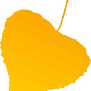 plant leaf