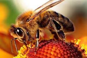 Bee species and apiculture in India new positive change