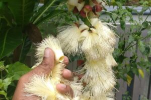 Exotic flower pollinated by bees once in a lifetime watch yum yum tree