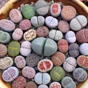 lithops succulents
