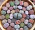 These are not rocks or orange candy these are plants | Lithops succulent