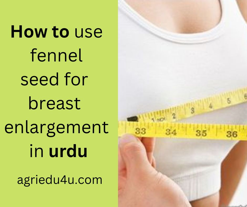 How to use fennel seed for breast enlargement in urdu