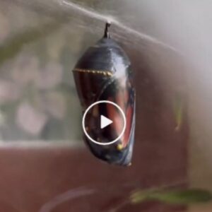 monarch butterfly life cycle