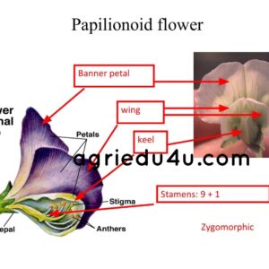 mechanisms promoting self pollination