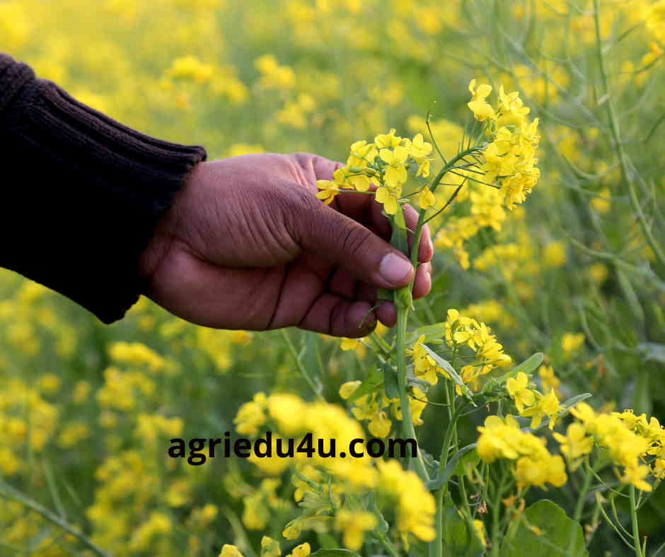 Supreme court orders on GM Mustard approval | no precipitative actions to center