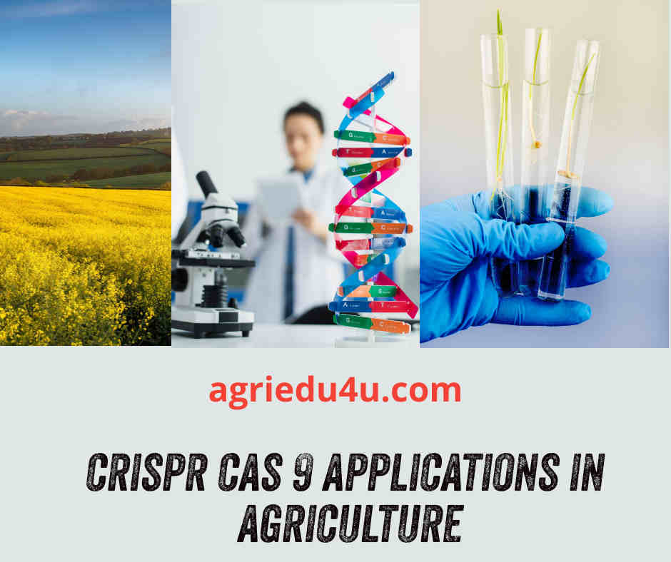 CRISPR cas in agriculture and its applications in genome editing of plants new good or bad ?