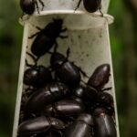 ചെല്ലി പിടിക്കാൻ ഒരുക്കിയ കെണി