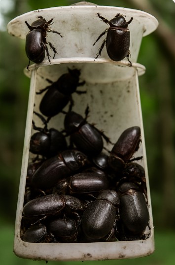 ചെല്ലി പിടിക്കാൻ ഒരുക്കിയ കെണി