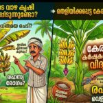 വാഴ കൃഷി