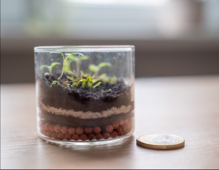 A tiny pico terrarium sitting in the palm of a hand next to a coin for scale
