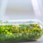 Close up of tiny moss and miniature plants inside a small glass test tube