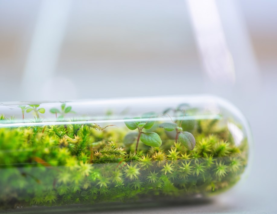 Close up of tiny moss and miniature plants inside a small glass test tube