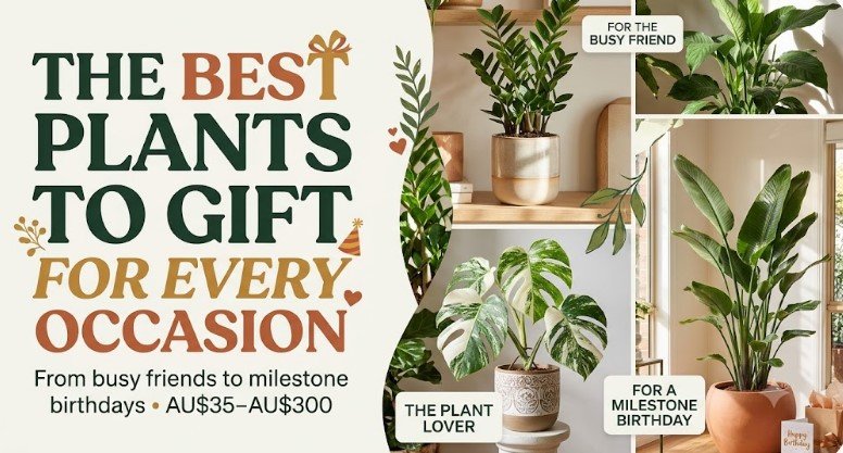 best plant to gift for housewarming